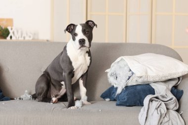 Yaramaz Staffordshire Teriyeri evdeki koltukta yırtık yastıkla