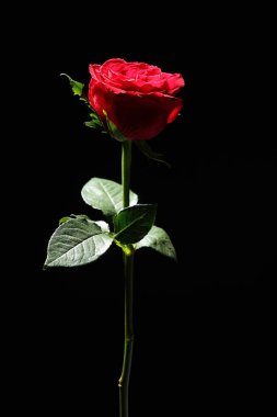 Siyah arkaplanda güzel kırmızı bir gül