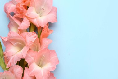 Mavi arka planda güzel gladiolus çiçekleri, yakın plan