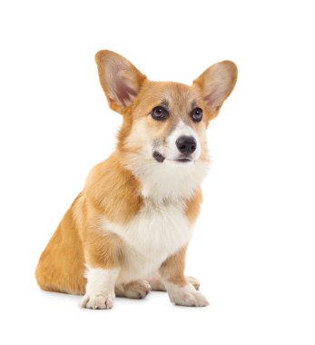 Beyaz arka planda izole edilmiş şirin Corgi köpeği.