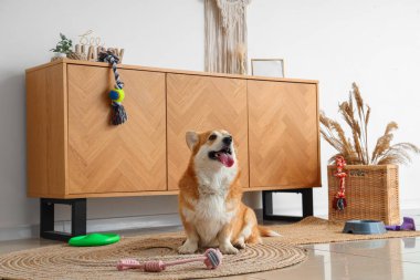 Farklı evcil hayvan aksesuarları olan sevimli Corgi köpeği ve evde yemek için duran bir kase.