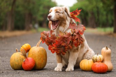 Sonbahar yapraklı ve balkabaklı şirin Avustralya çoban köpeği Şükran Günü için dışarıda.