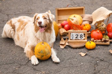 Tatlı Avustralya çoban köpeği, balkabağı ve takvim açık havada. Şükran Günü kutlaması