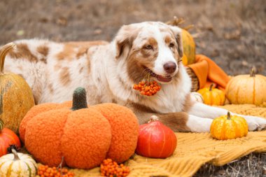 Şirin Avustralyalı çoban köpeği dışarıda balkabaklarıyla battaniyeye uzanıyor. Şükran Günü kutlaması