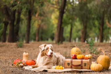 Parkta balkabaklarıyla battaniyeye uzanmış şirin Avustralya çoban köpeği. Şükran Günü kutlaması