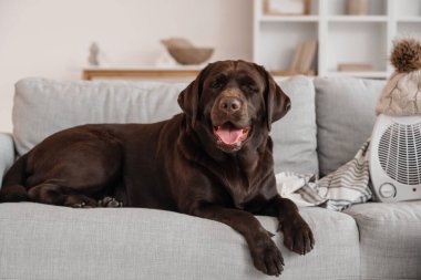 Evdeki kanepede elektrikli fan ısıtıcısı olan şirin Labrador köpeği.