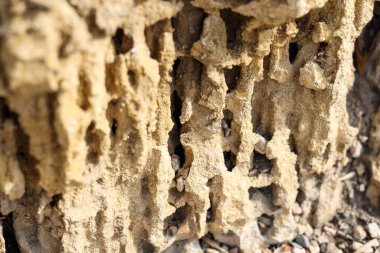 Kabuk kayasının dokusu arkaplan olarak, yakın plan