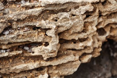 Kabuk kayasının dokusu arkaplan olarak, yakın plan