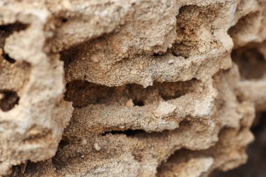 Kabuk kayasının dokusu arkaplan olarak, yakın plan