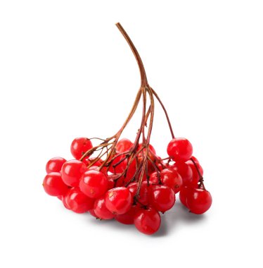 Beyaz arka planda taze viburnum çilekleri