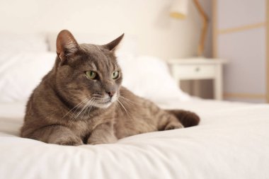 Evdeki yatak odasında yatakta yatan sevimli kedi.
