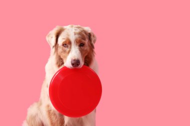 Pembe arka planda kırmızı frizbili şirin Avustralya çoban köpeği.