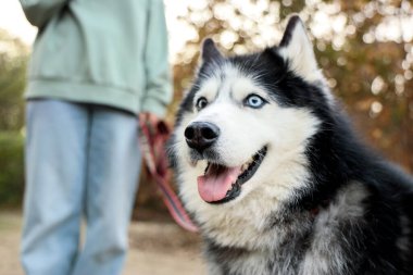 Parkta sahibi olan sevimli Husky köpeği, yakın plan.