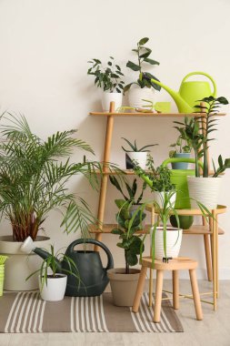 İçinde raf ünitesi, yeşil bitkiler ve bahçe aletleri olan ışık odasının içi.