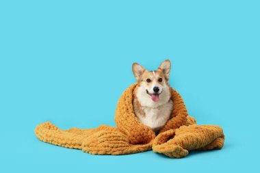 Mavi arka planda turuncu ekoseli şirin Corgi köpeği.