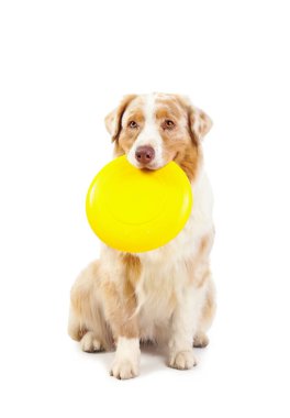 Beyaz arka planda sarı frizbi olan şirin Avustralya çoban köpeği.