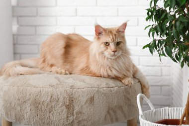 Şirin Maine Rakunu evde yumuşak sedirin üzerinde yatıyor.