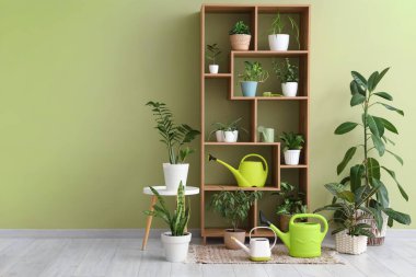 Yeşil duvarın yanında bitki ve su bidonları olan raf ünitesi.