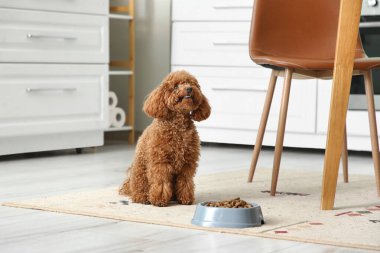 Mutfakta elinde bir kase yiyecekle sevimli oyuncak kaniş köpeği.