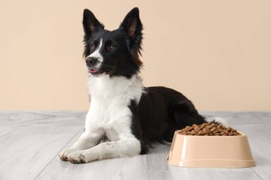 Tatlı Border Collie köpeği ve bej duvarın yanında kuru yiyeceklerle kase.