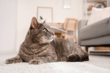 Oturma odasında halıya uzanmış sevimli gri kedi.