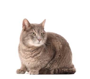 Beyaz arka planda oturan sevimli gri kedi.