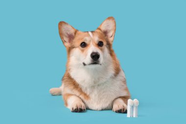 Mavi arka planda uzanan parmak diş fırçaları olan şirin Corgi köpeği.