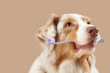 Bej arka planda diş fırçası olan şirin bir köpek.