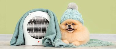 Yeşil duvarın yanında ekoseli ve elektrikli pervaneli şapkalı şirin Pomeranya tükürüğü.