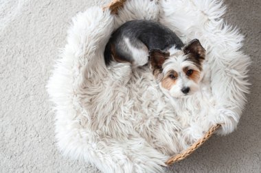 Şirin Biewer Terrier köpeği evdeki hasır evcil hayvan yatağında yatıyor.