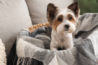 Şirin Biewer Terrier köpeği evcil hayvan yatağında, yakın plan