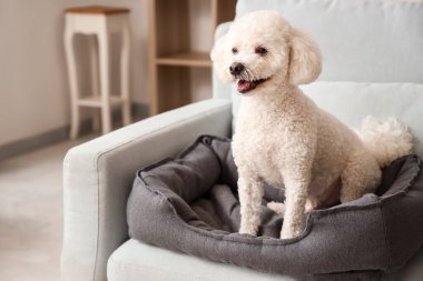 Evcil hayvan yatağında oturan sevimli kaniş köpeği.