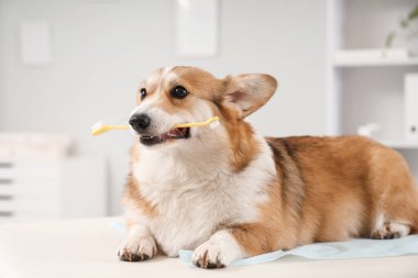 Veteriner kliniğindeki masada diş fırçası olan sevimli Corgi köpeği.