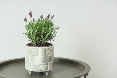 Işık duvarının yanındaki masada lavanta çiçekleri