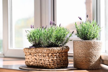 Evdeki pencere eşiğinde lavanta çiçekli mat ve tencere.