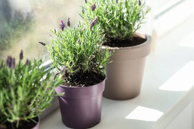 Evde pencere eşiğinde lavanta çiçekleri olan tencereler.