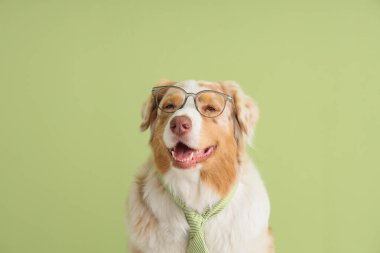 Yeşil arka planda gözlüklü ve kravatlı Avustralyalı çoban köpeği.