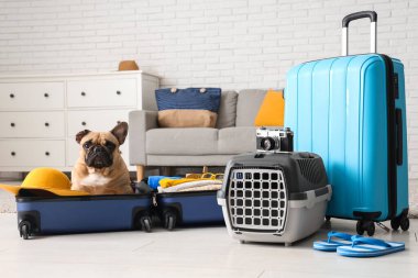 Güzel bir Fransız bulldog 'u bavulunda giysileri ve seyahat aksesuarlarıyla evde yatıyor.