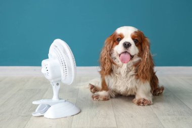 Mavi duvara karşı komik köpek ve elektrikli yelpaze