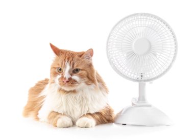 Beyaz arka planda komik kedi ve elektrikli fan