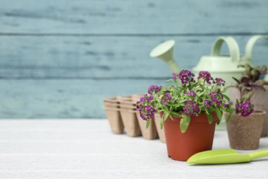 Çiçek açan saksı ve açık ahşap masa üzerinde bahçe aletleri.