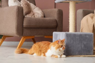 Şirin pofuduk kedi evde tırmalama direğinin yanında yatıyor.