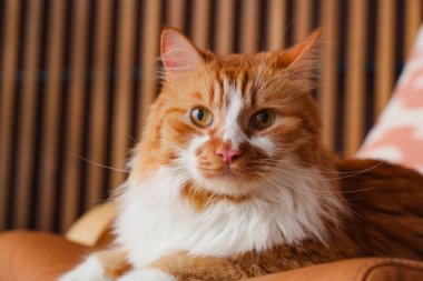 Şirin pofuduk kedi. Evdeki koltuğa uzanmış. Yakından.