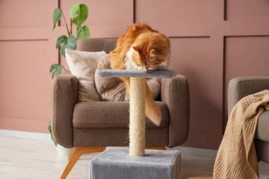 Evdeki tırmalama direğindeki sevimli tüylü kedi.