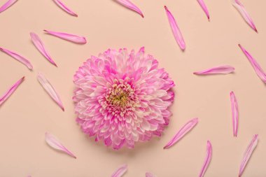 Bej kaplamalı pembe kasımpatı çiçeği.