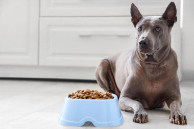 Mutfakta kuru yiyecekle kasenin yanında yatan sevimli Tayland köpeği.