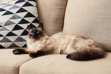 Oturma odasındaki gri koltukta yatan sevimli Tayland kedisi.