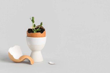 Gri arka planda fideleri olan yumurta kabuğu