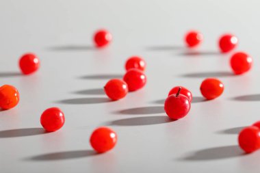 Gri arkaplanda kırmızı viburnum üzümü, yakın plan.