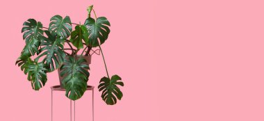 Pembe zemin üzerinde Monstera ev bitkisi olan masa metin için boşluk